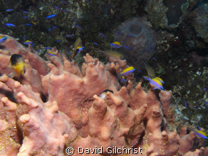 Sponge nation- Amazing to watch the active fish life surr... by David Gilchrist 